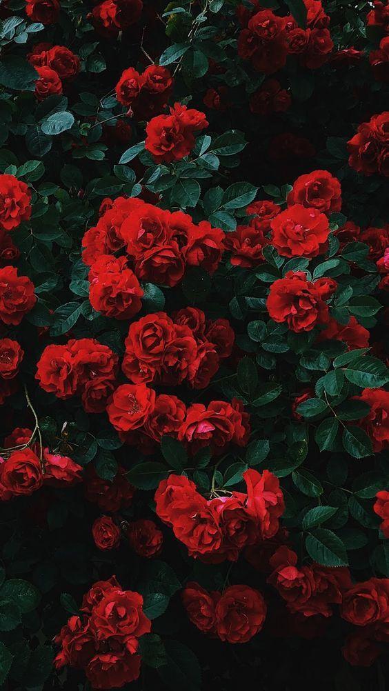 Twilight Whispers: Dusk-Tinted Flower Array