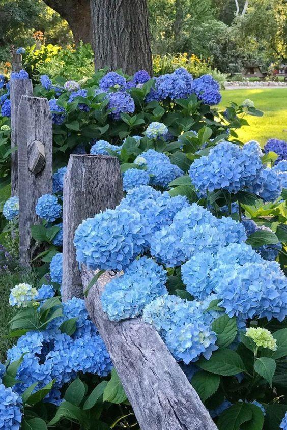 Secret Garden: Whimsical Flora Blend